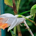 Dendrobium_jaintianum3.jpg