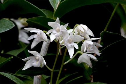 Dendrobium kingianum