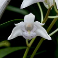 Dendrobium kingianum