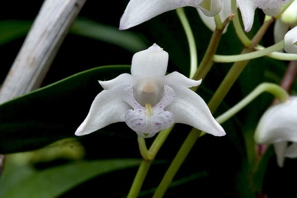 Dendrobium kingianum