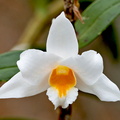 Dendrobium_kontumense1.jpg