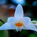 Dendrobium_kontumense4.jpg