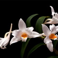 Dendrobium kontumense