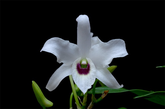 Dendrobium lituiflorum fma.semi-alba