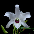 Dendrobium_lituiflorum6.jpg