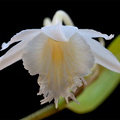 Dendrobium_longicornu1.jpg