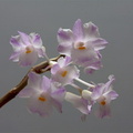 Dendrobium mutabile