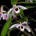 Dendrobium_nobile8.jpg