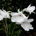 Dendrobium parthenium