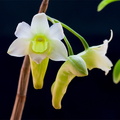 Dendrobium_phillipsii5.jpg