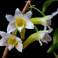 Dendrobium_phillipsii7.jpg