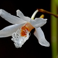 Dendrobium_polytrichum3.jpg