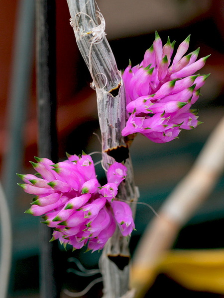 Dendrobium_purpureum1.jpg