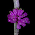 Dendrobium purpureum