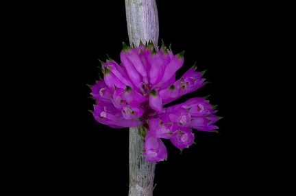 Dendrobium purpureum