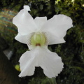 Dendrobium sanderae