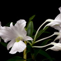 Dendrobium sanderae var. luzonica