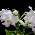 Dendrobium sanderae var. luzonica