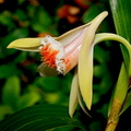 Dendrobium_schrautii2.jpg