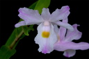 Dendrobium spathilingue