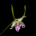 Dendrobium_stratiotes1.jpg