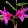 Dendrobium_sulawesiense5.jpg