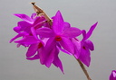 Dendrobium glomeratum