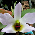 Dendrobium_trantuanii2.jpg
