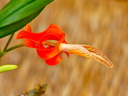 Dendrobium unicum