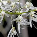 Dendrobium_wassellii3.jpg