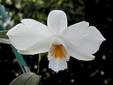 Dendrobium wattii