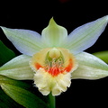 Dendrobium_williamsonii4.jpg