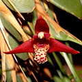 Maxillaria_houtteana1.jpg