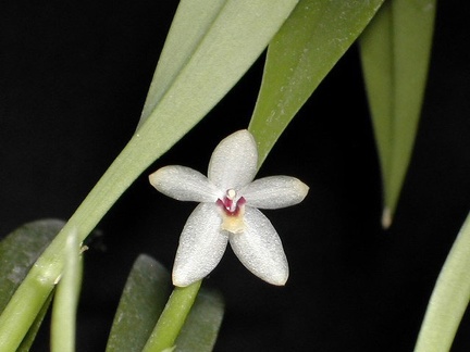 Octomeria grandiflora