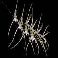 Brassia_verrucosa6.jpg