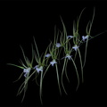 Brassia_verrucosa9.jpg