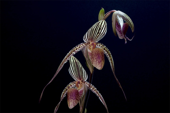 Paphiopedilum ( Deena Nicole x Booth's Sand Lady ) x sanderianum