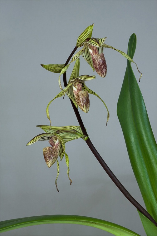 Paphiopedilum Bel Royal