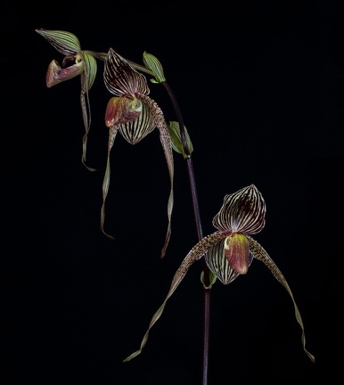 Paphiopedilum Gary Romagna 