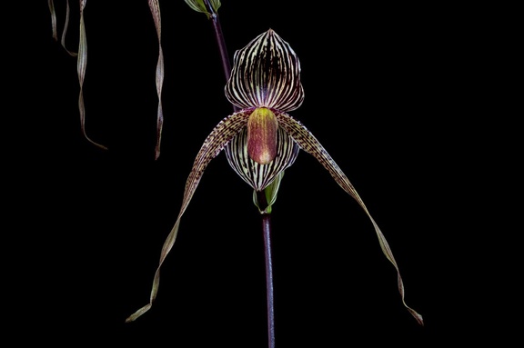 Paphiopedilum Gary Romagna