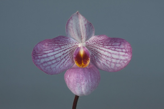 Paphiopedilum Magic Lantern