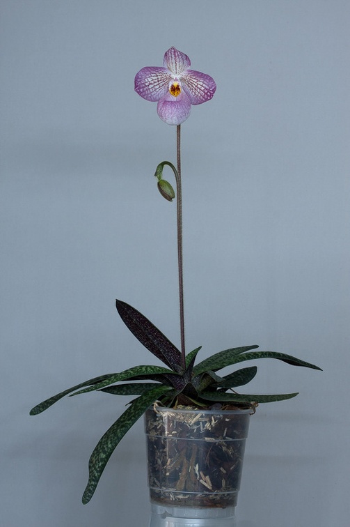 Paphiopedilum Magic Lantern