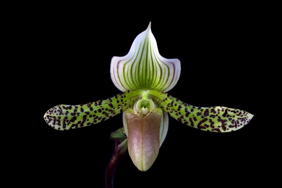 Paphiopedilum Makuli