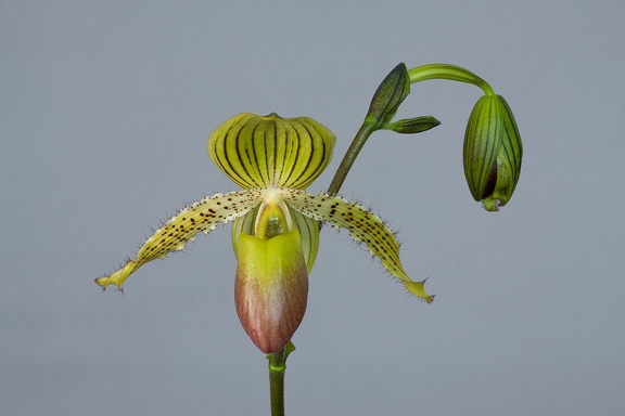 Paphiopedilum Prime Child