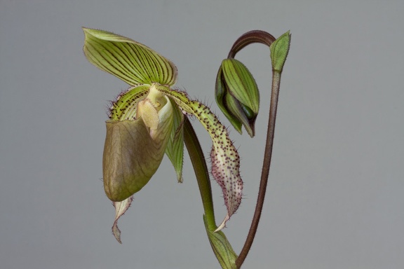 Paphiopedilum Saint Swithin x superbiens