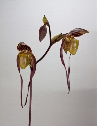 Paphiopedilum Yang-Ji Apple