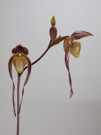 Paphiopedilum Yang-Ji Apple