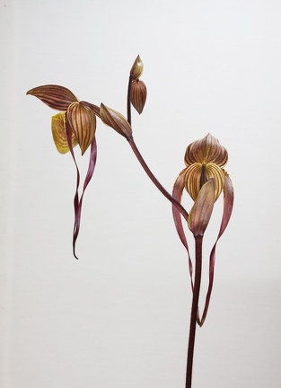 Paphiopedilum Yang-Ji Apple