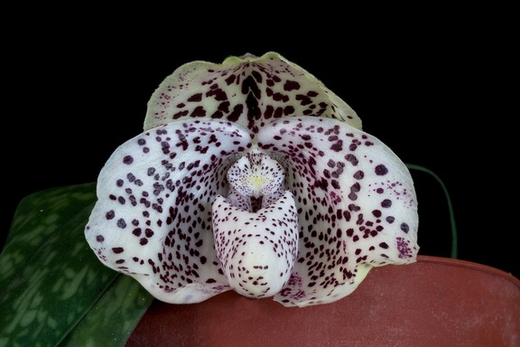 Paphiopedilum bellatulum