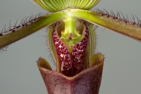 Paphiopedilum dayanum